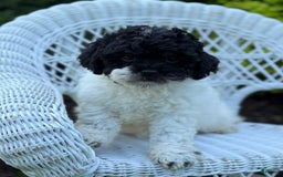 Cavapoo dogs for sale: Carnation - Image 4