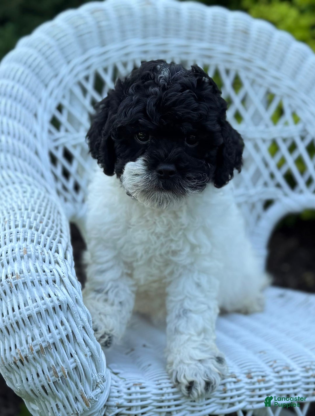 Cavapoo dogs for sale: Carnation - Image 4