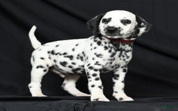 Dalmatian dogs for sale: Cole - Image 4