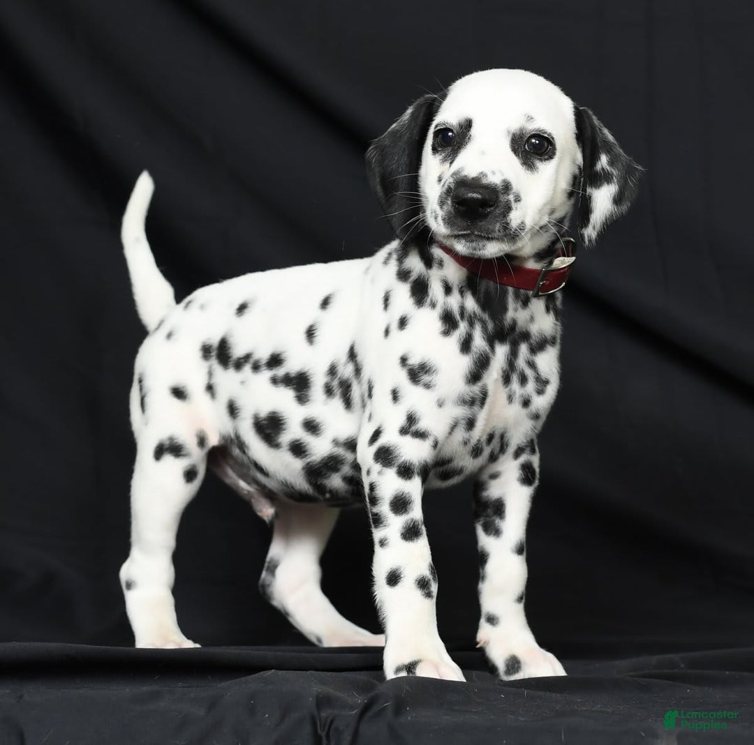 Dalmatian dogs for sale: Cole - Image 4