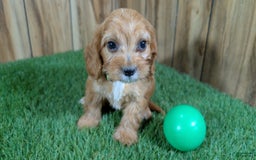 Cavapoo dogs for sale: Honeycomb Boy 4 - Image 2