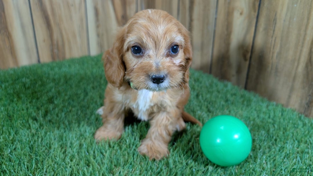 Cavapoo dogs for sale: Honeycomb Boy 4 - Image 2