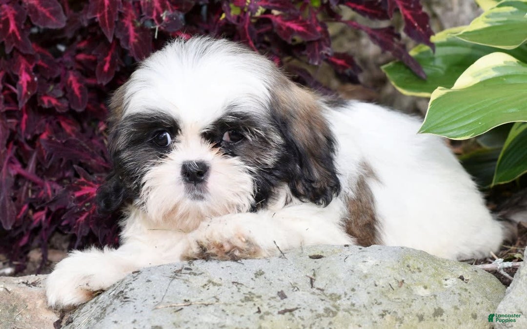 Shih Tzu dogs for sale: Denver - Image 4