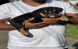 English Bulldog dogs for sale: Tank - Image 2