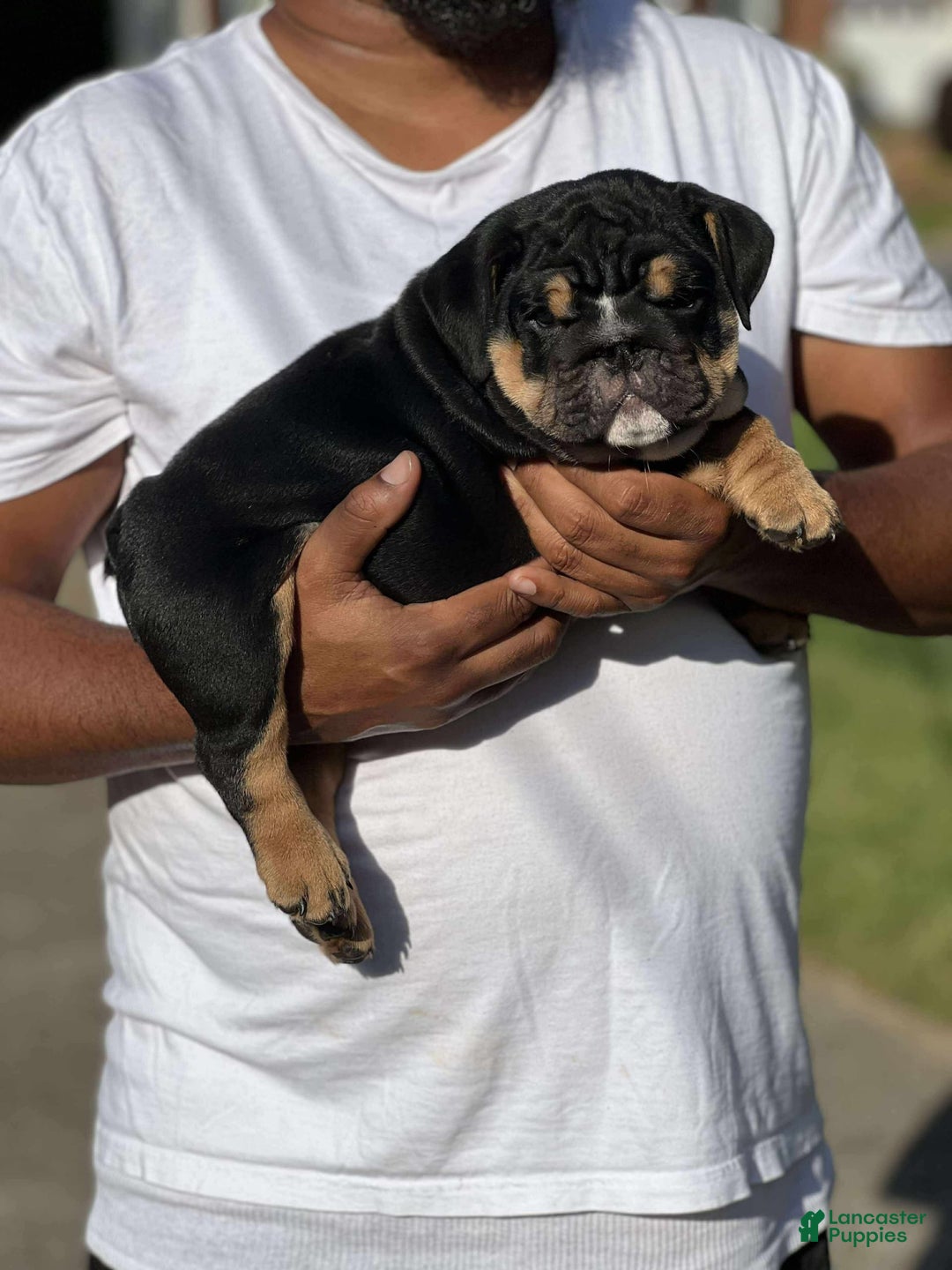 English Bulldog dogs for sale: Tank - Image 2
