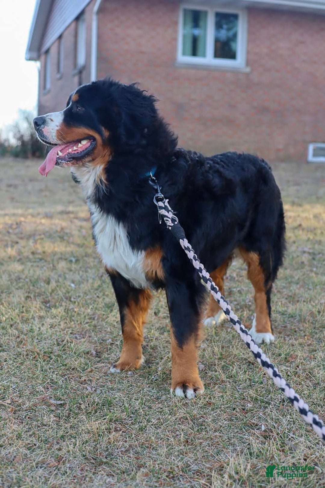 Bernese Mountain Dog dogs for sale: Beau - Image 8