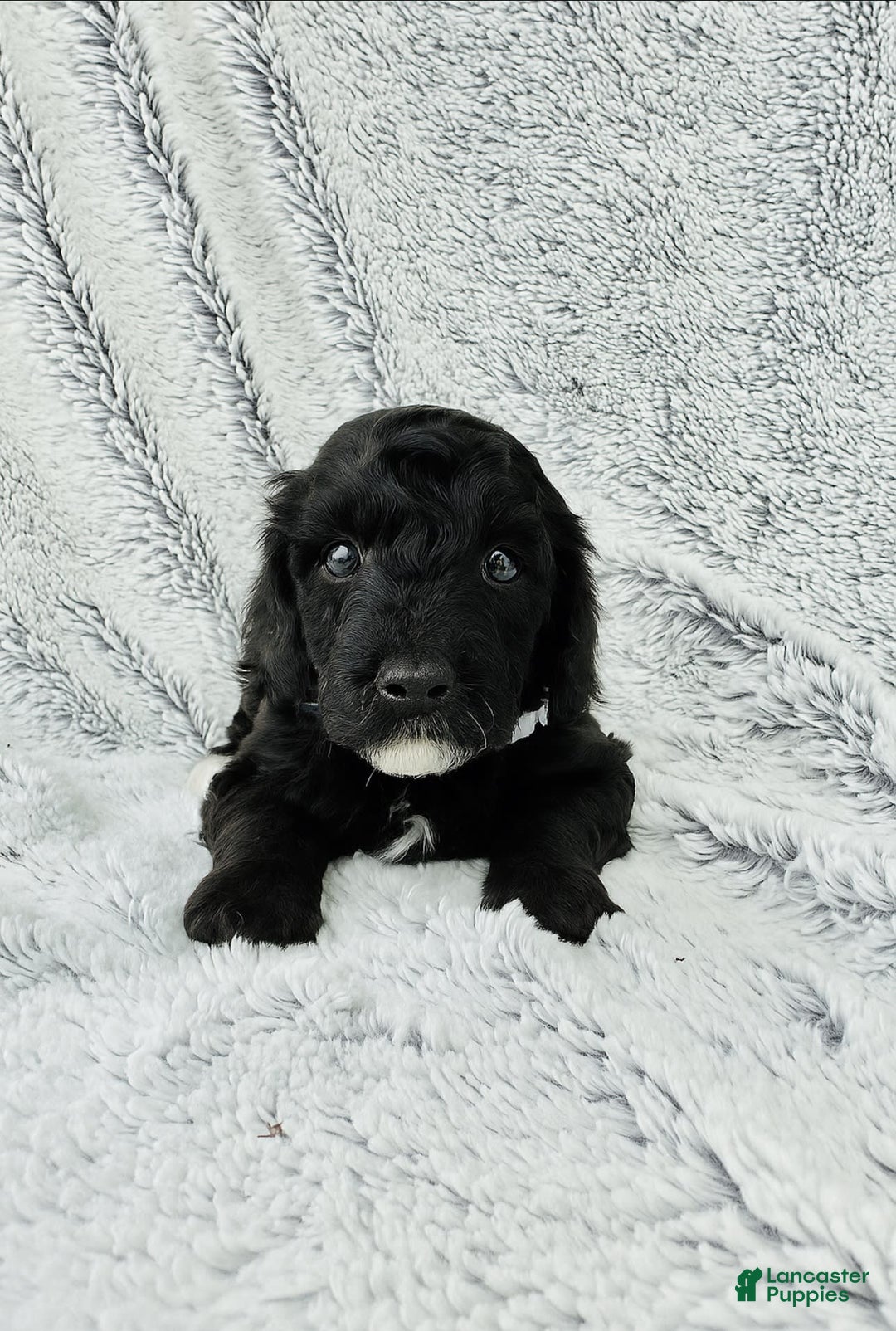 Toy Poodle dogs for sale: Pure Breed Toy Poodle Girl - Image 2