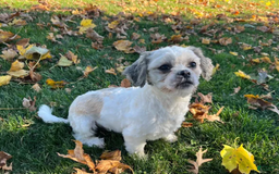 Shih Tzu dogs for sale: Simba - Image 12