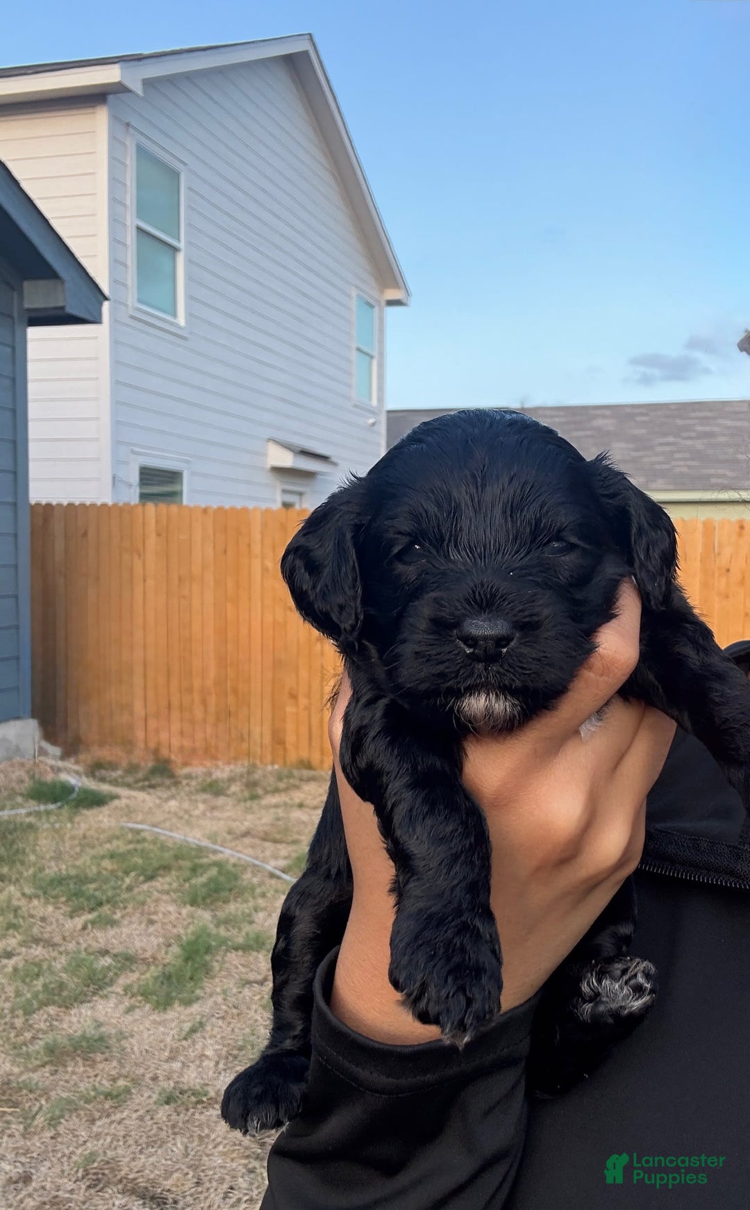 Cockapoo dogs for sale: Sage - Image 1