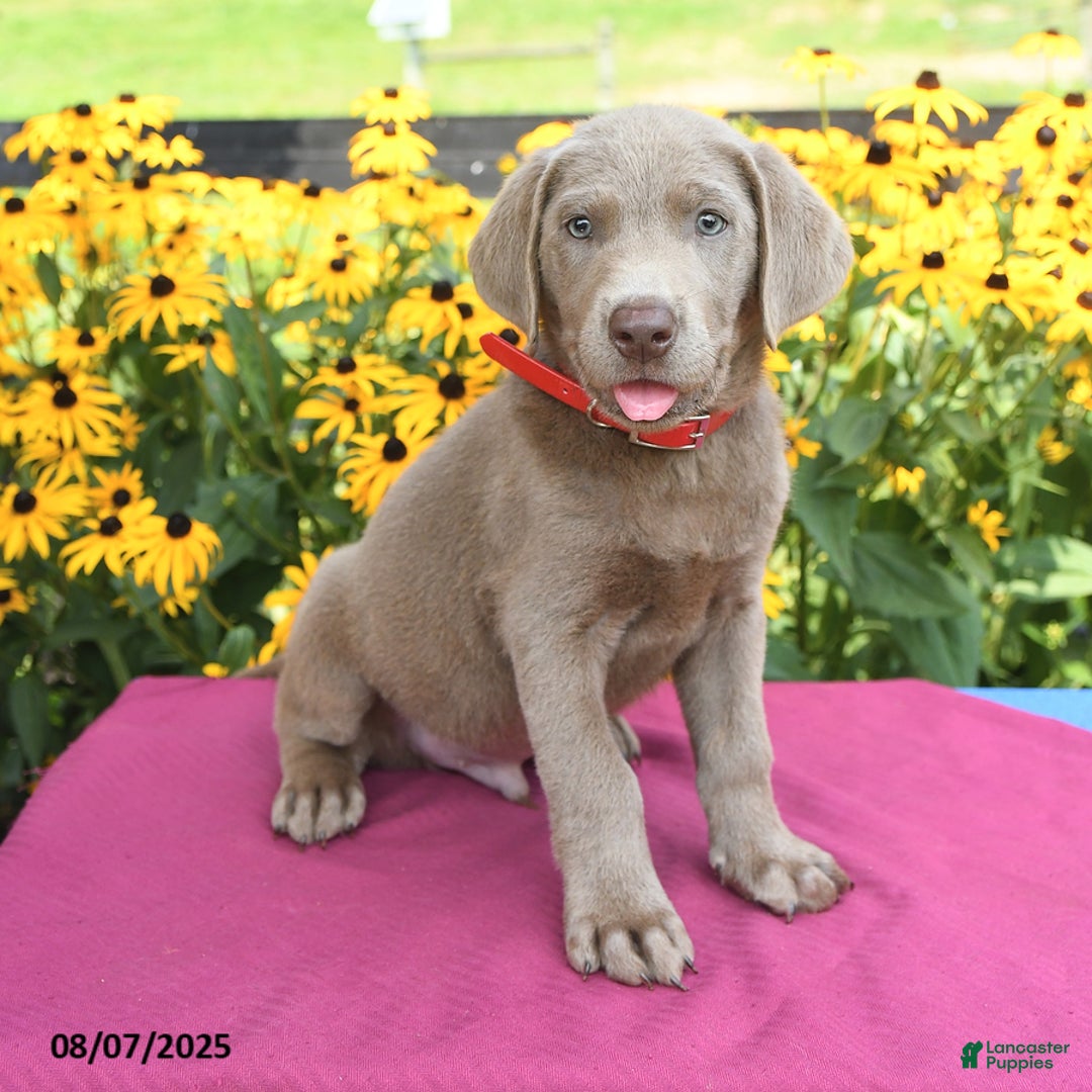 Labrador Retriever dogs for sale: Cadbury - Image 1