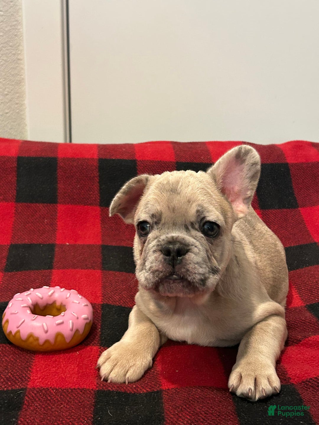 French Bulldog dogs for sale: Bear - Image 4