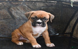 Boxer dogs for sale: Willow - Image 5