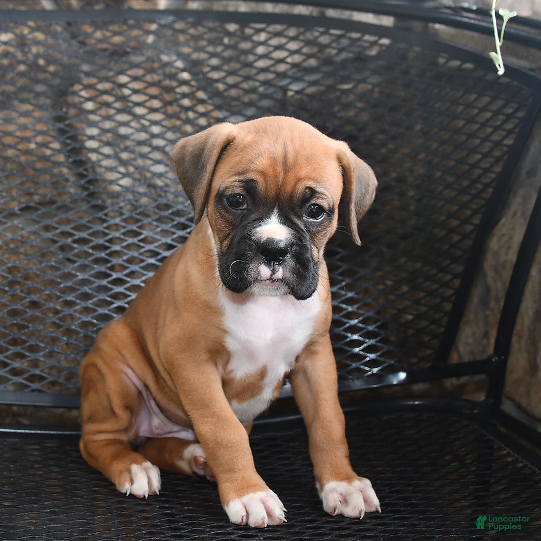 Boxer dogs for sale: Willow - Image 5