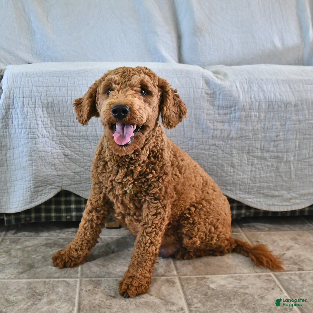 Mini Goldendoodle dogs for sale: Emily - Image 26