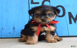 Yorkshire Terrier dogs for sale: Alex - Image 7