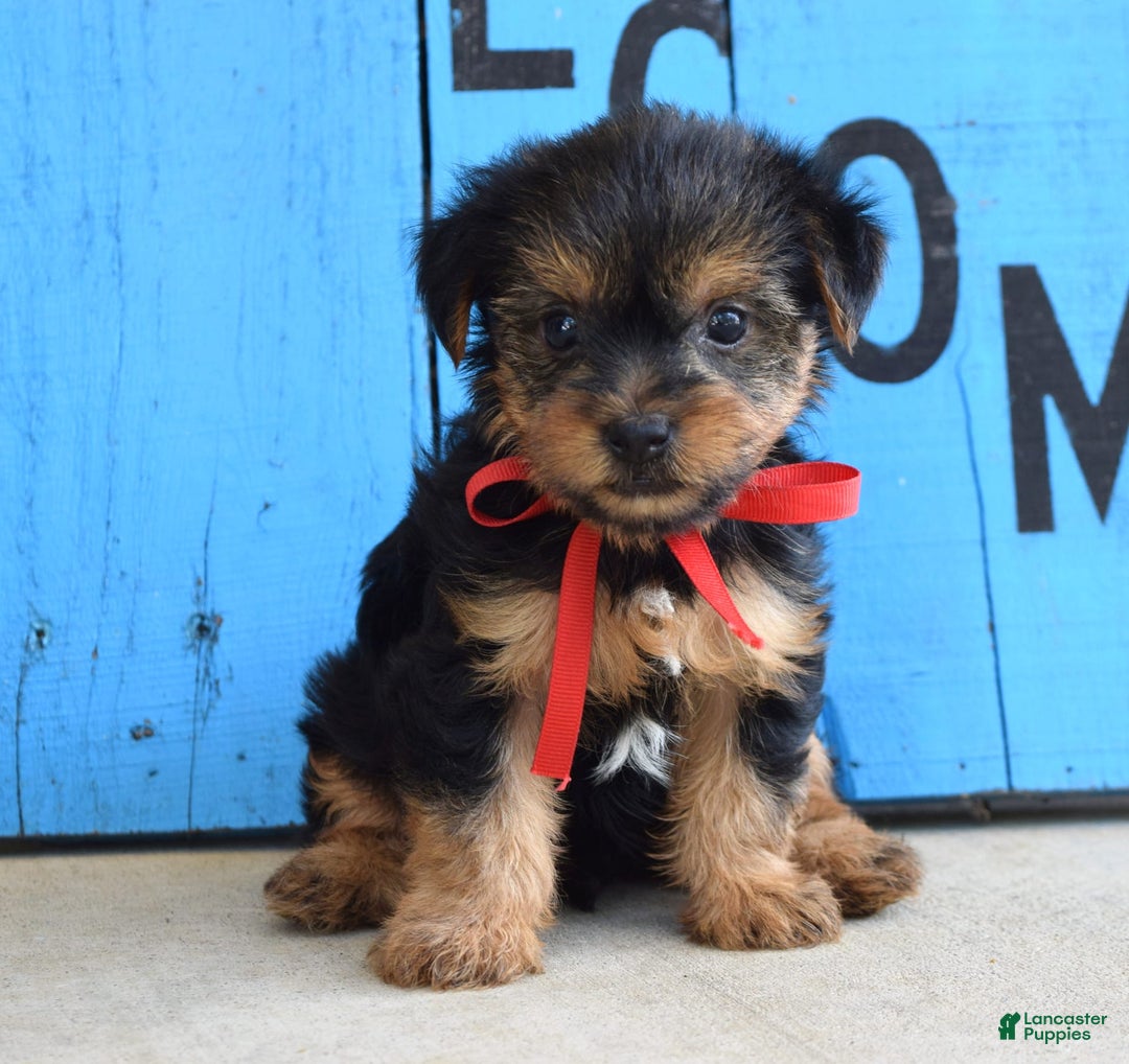 Yorkshire Terrier dogs for sale: Alex - Image 7