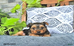 Yorkshire Terrier dogs for sale: Reese - Image 1