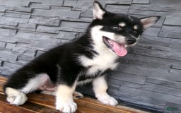 Pomsky dogs for sale: Sammy - Image 24