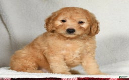 Mini Goldendoodle dogs for sale: Kodak - Image 8