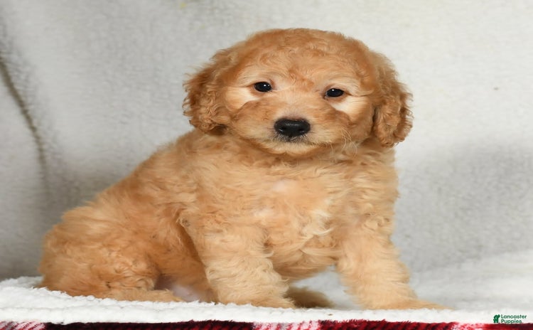 Mini Goldendoodle dogs for sale - Ad 3