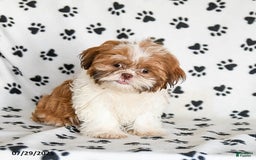 Shih Tzu dogs for sale: Charlie - Image 17