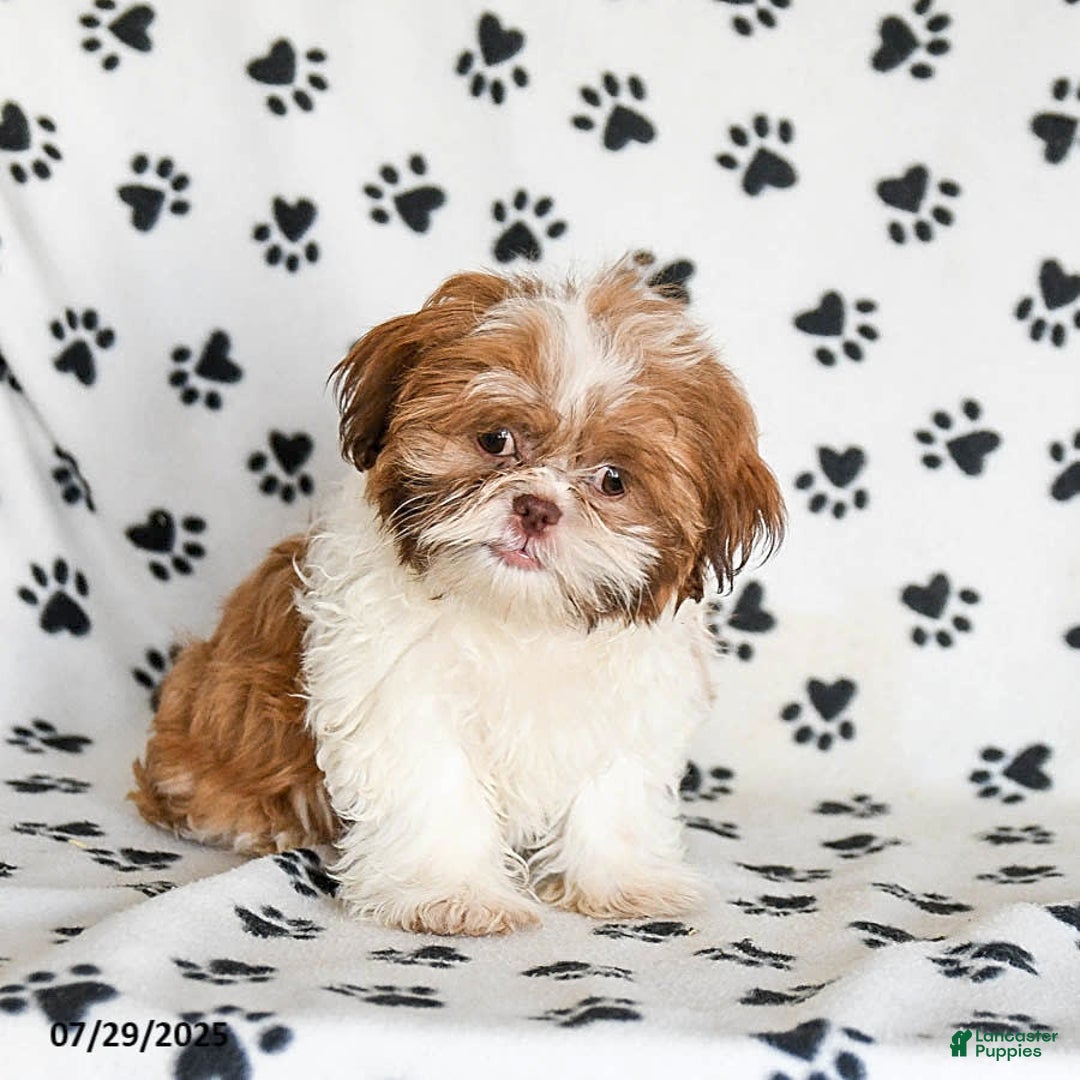 Shih Tzu dogs for sale: Charlie - Image 17
