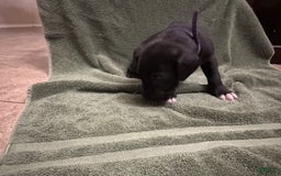 Great Dane dogs for sale: Purple Girl - Image 2