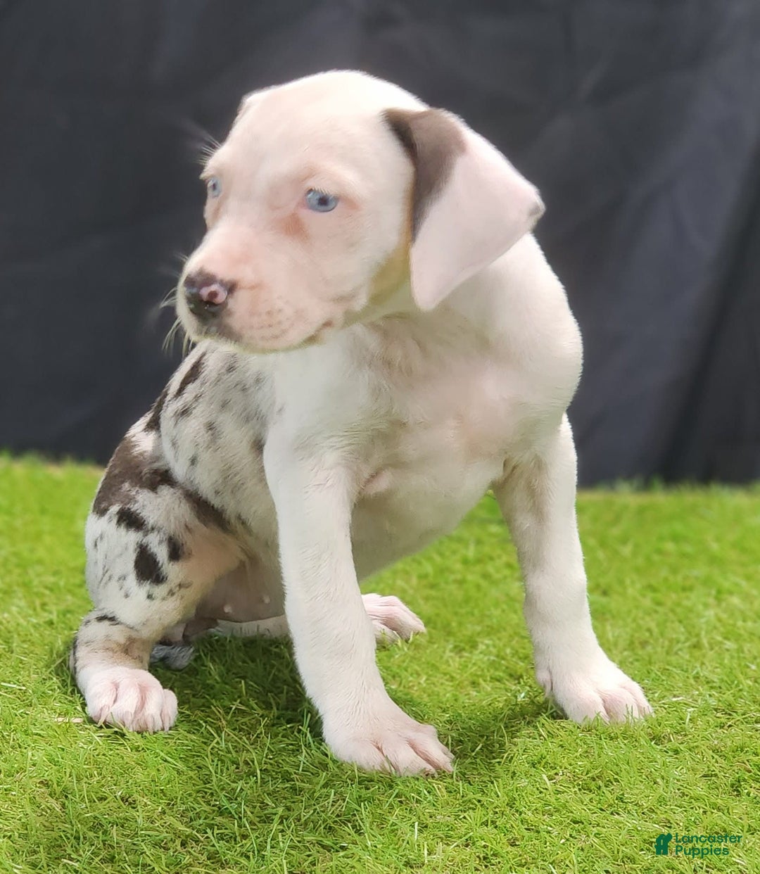 Catahoula Leopard Dog dogs for sale: Diamond 2025 F2 - Image 10