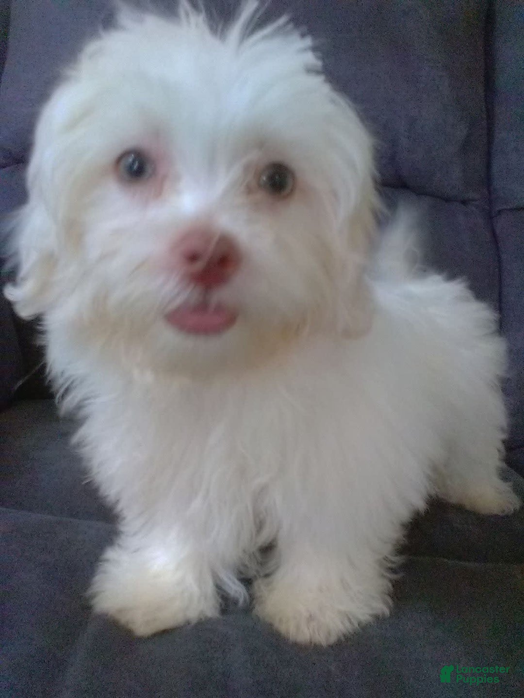 Maltese dogs for sale: Daisy - Image 8