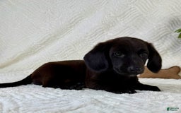Miniature Dachshund dogs for sale: Dottie - Image 3