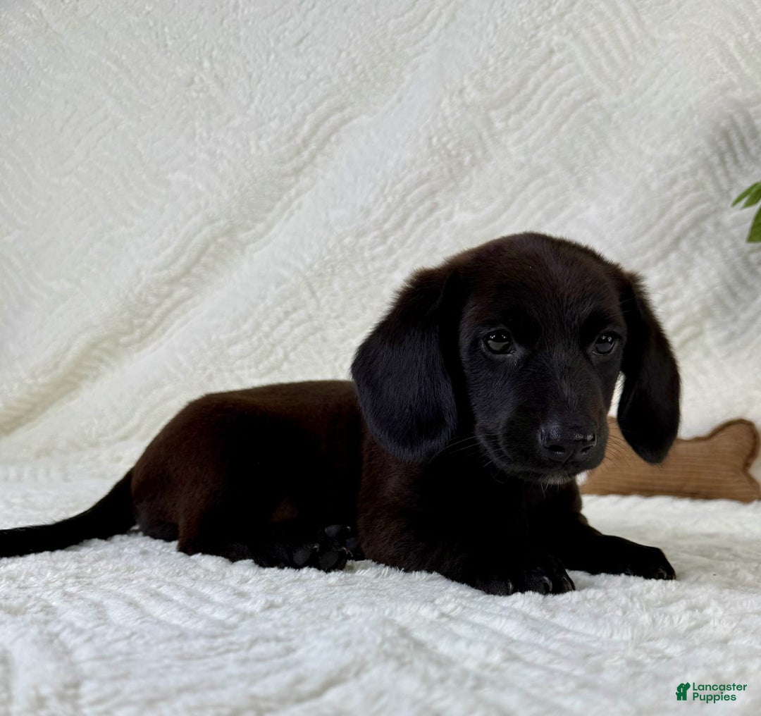 Miniature Dachshund dogs for sale: Dottie - Image 3