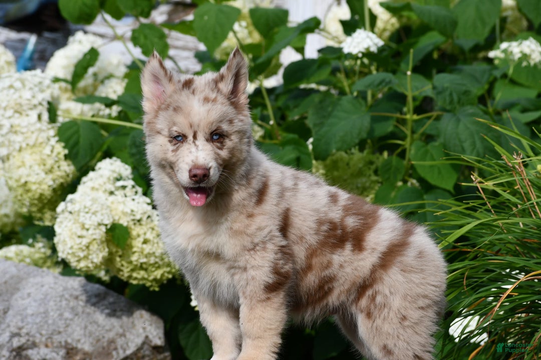 Gerberian Shepsky dogs for sale: Max - Image 9