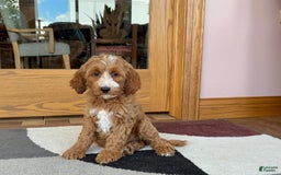 Cockapoo dogs for sale: Dolly - Image 7