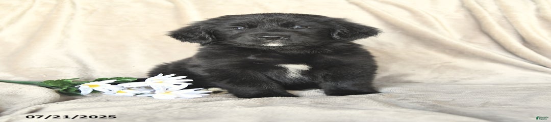 Sierra