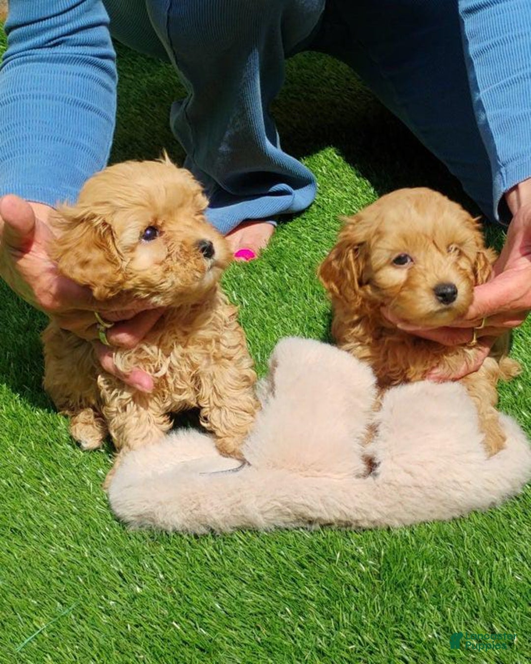 Maltipoo dogs for sale: Orion - Image 3