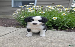 Miniature Australian Shepherd dogs for sale: Coby - Image 4
