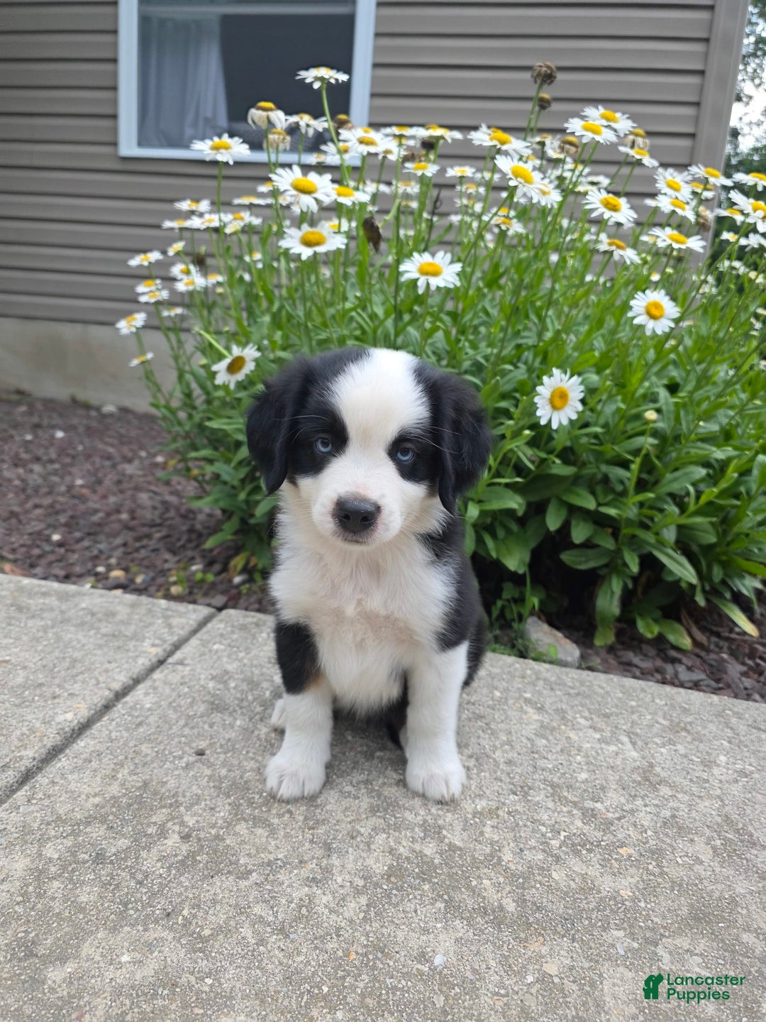 Miniature Australian Shepherd dogs for sale: Coby - Image 4