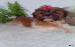 Shih Tzu dogs for sale: Hazel - Image 9