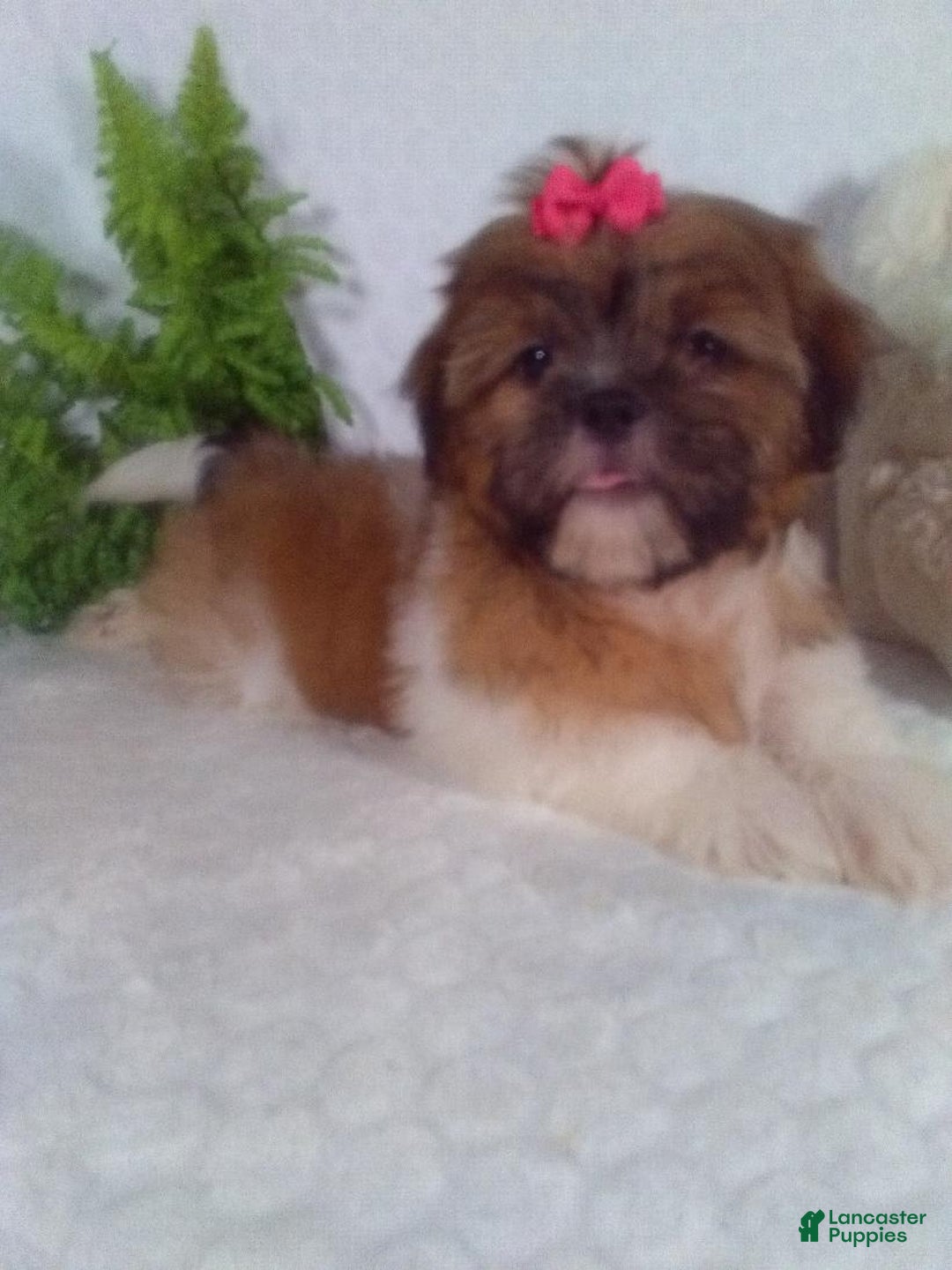 Shih Tzu dogs for sale: Hazel - Image 9