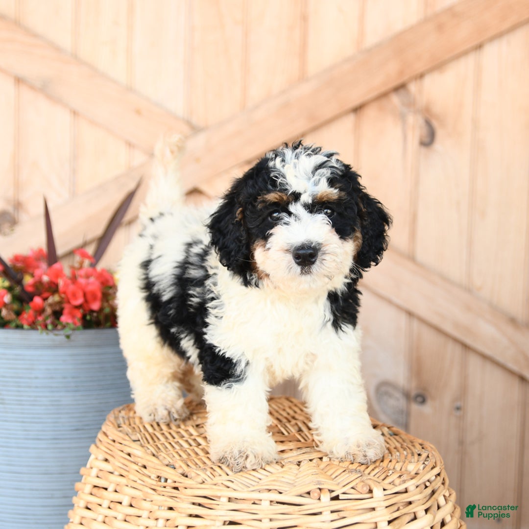 Mini Bernedoodle dogs for sale: Mini Bernedoodle 8 puppies - Image 14