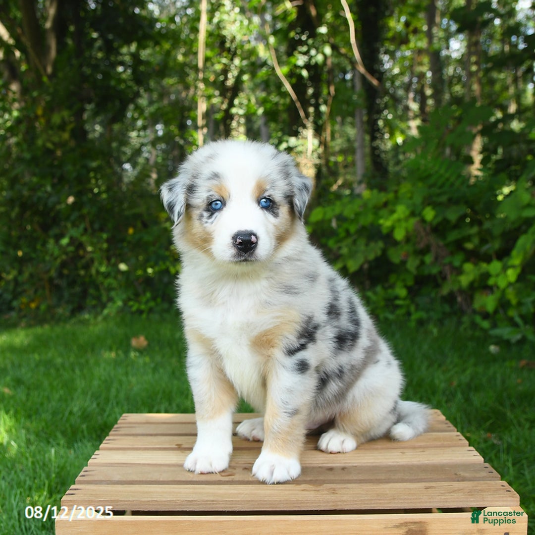 Australian Shepherd dogs for sale: Arthur - Image 3