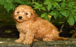 Mini Goldendoodle dogs for sale: Lexie - Image 6