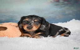 Miniature Dachshund dogs for sale: Misty - Image 4
