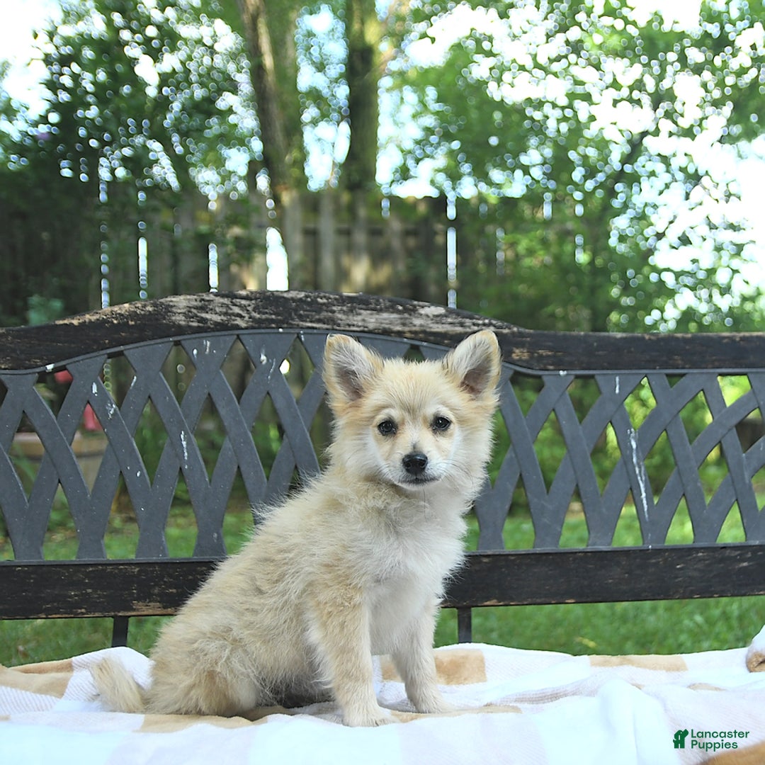 Pomeranian dogs for sale: Cuddles - Image 8