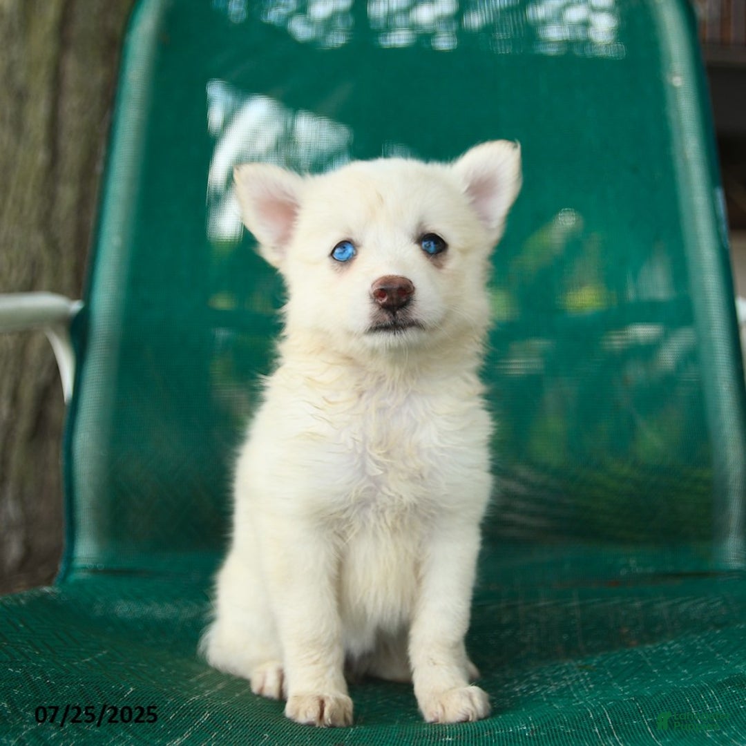 Pomsky dogs for sale: Rome - Image 2