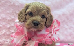 Cavapoo dogs for sale: Apollo - Image 9