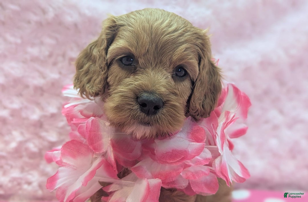 Cavapoo dogs for sale: Apollo - Image 9