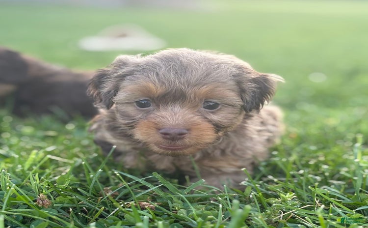Aussiedoodle dogs - Advert 26