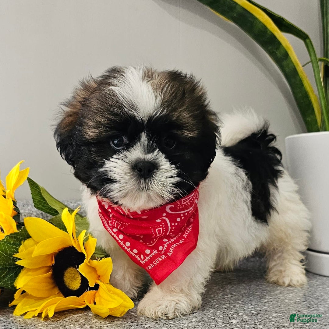 Shih Tzu dogs for sale: Charming Chase ❤️ - Image 9