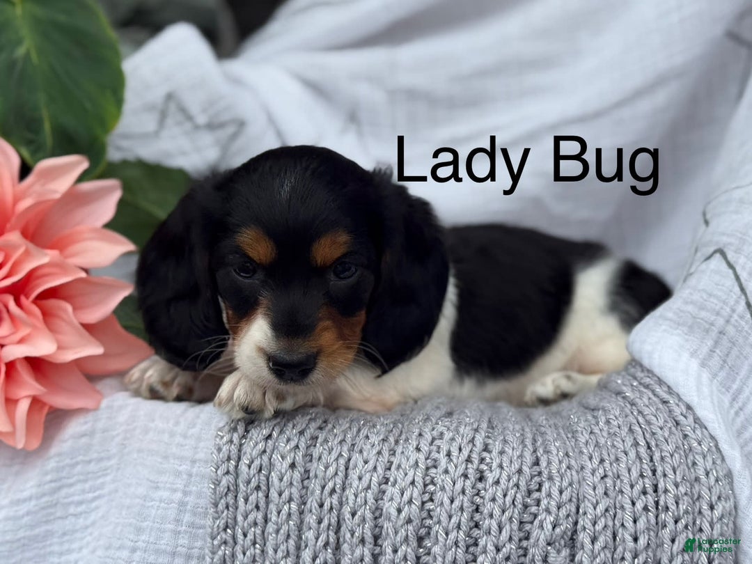 Miniature Dachshund dogs for sale: Ladybug - Image 6